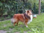 Benji
